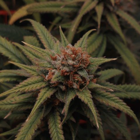 Glueberry OG & Banana Blaze #3 growlog timeline photo