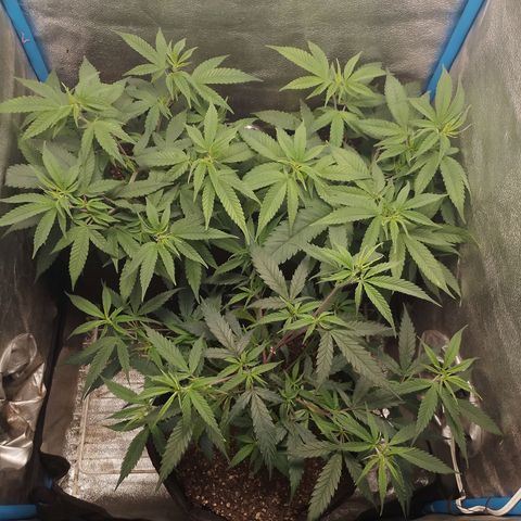 Glueberry OG y Banana Blaze #4 growlog timeline photo
