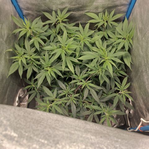 Glueberry OG y Banana Blaze #4 growlog timeline photo