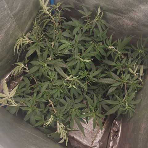 Glueberry OG y Banana Blaze #4 growlog timeline photo
