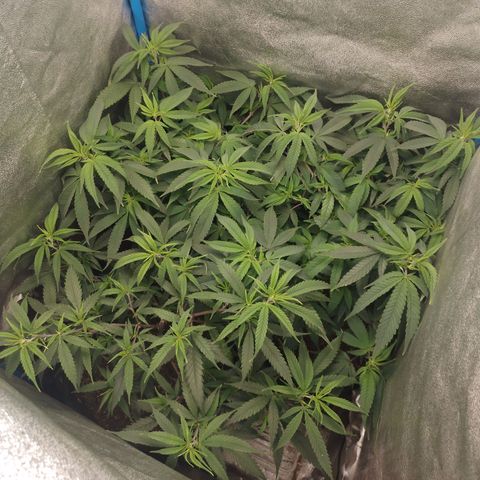 Glueberry OG y Banana Blaze #4 growlog timeline photo