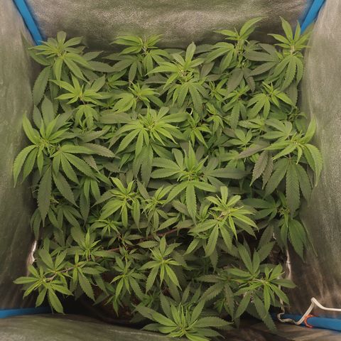 Glueberry OG y Banana Blaze #4 growlog timeline photo