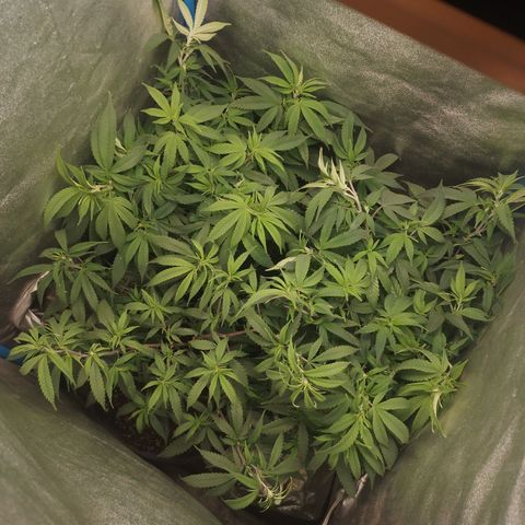 Glueberry OG y Banana Blaze #4 growlog timeline photo