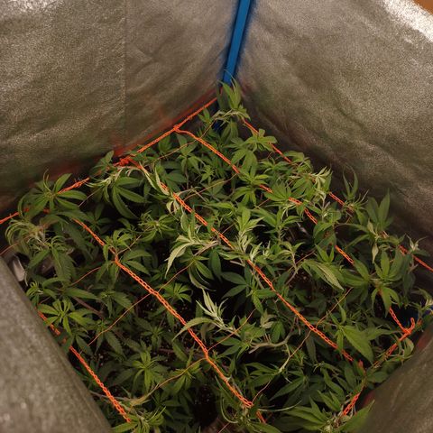 Glueberry OG y Banana Blaze #4 growlog timeline photo