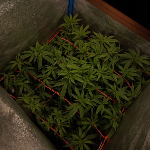 Glueberry OG y Banana Blaze #4 growlog timeline photo