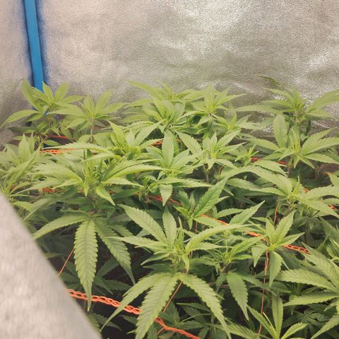 Glueberry OG y Banana Blaze #4 growlog timeline photo