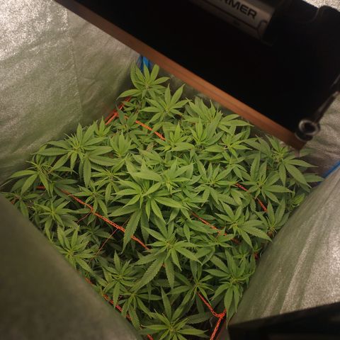 Glueberry OG y Banana Blaze #4 growlog timeline photo