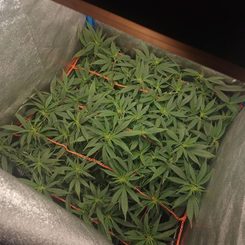 Glueberry OG y Banana Blaze #4 growlog timeline photo