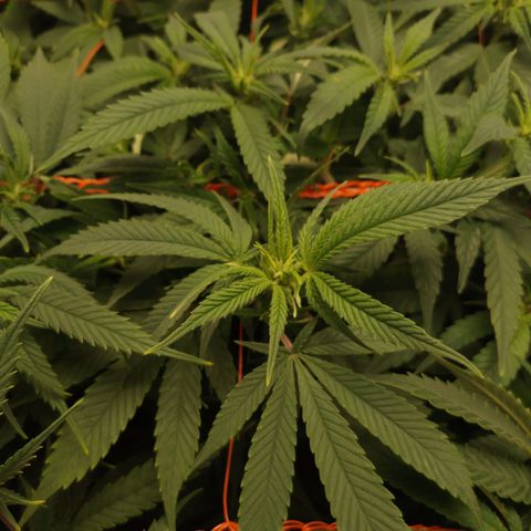 Glueberry OG y Banana Blaze #4 growlog timeline photo