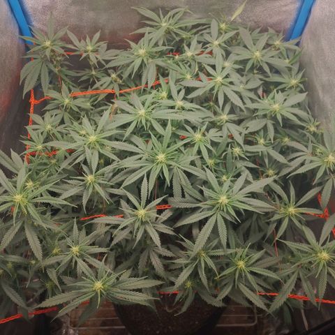 Glueberry OG y Banana Blaze #4 growlog timeline photo