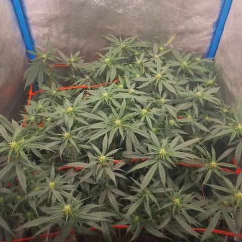 Glueberry OG y Banana Blaze #4 growlog timeline photo