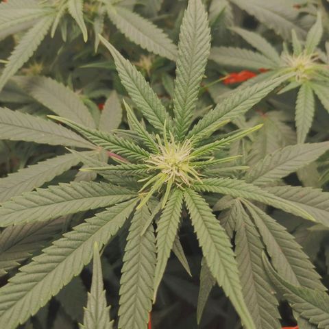 Glueberry OG y Banana Blaze #4 growlog timeline photo