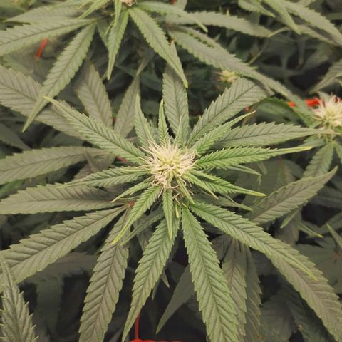 Glueberry OG y Banana Blaze #4 growlog timeline photo