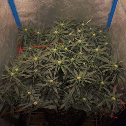 Glueberry OG y Banana Blaze #4 growlog timeline photo