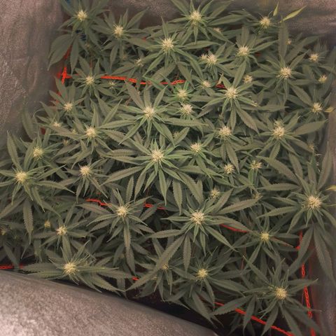 Glueberry OG y Banana Blaze #4 growlog timeline photo