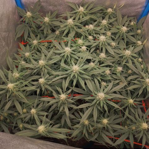 Glueberry OG y Banana Blaze #4 growlog timeline photo
