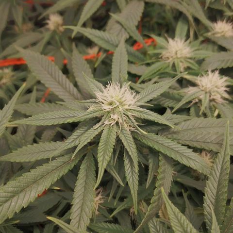 Glueberry OG y Banana Blaze #4 growlog timeline photo