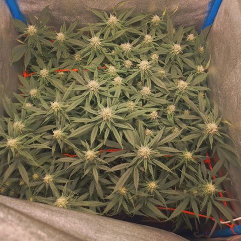 Glueberry OG y Banana Blaze #4 growlog timeline photo