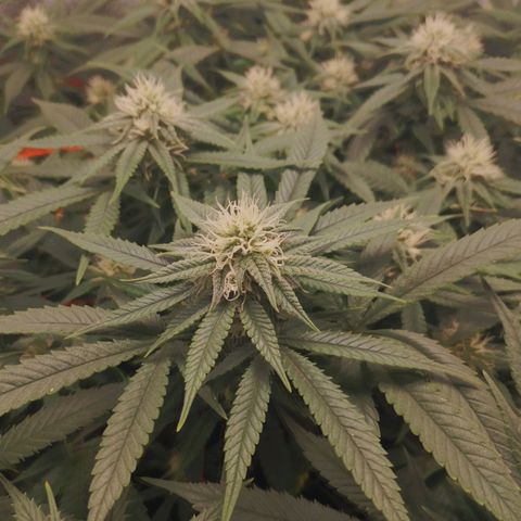 Glueberry OG y Banana Blaze #4 growlog timeline photo