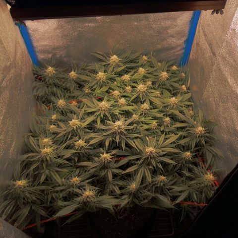 Glueberry OG y Banana Blaze #4 growlog timeline photo