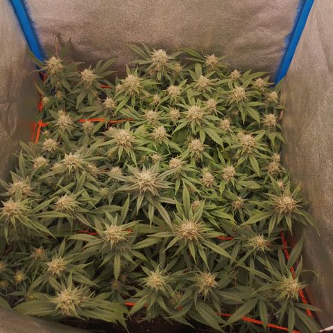 Glueberry OG y Banana Blaze #4 growlog timeline photo