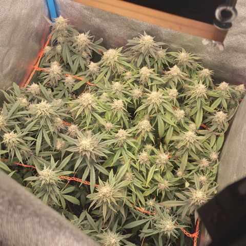 Glueberry OG y Banana Blaze #4 growlog timeline photo
