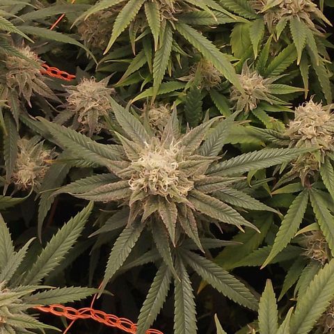 Glueberry OG y Banana Blaze #4 growlog timeline photo