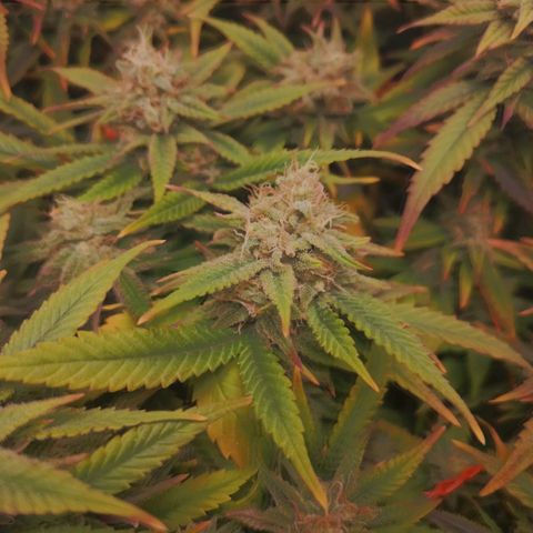 Glueberry OG y Banana Blaze #4 growlog timeline photo