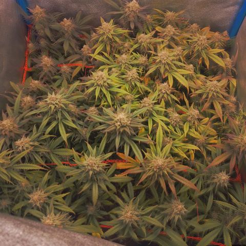 Glueberry OG y Banana Blaze #4 growlog timeline photo