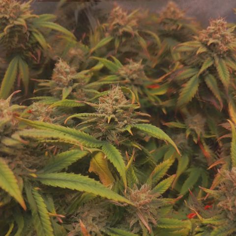 Glueberry OG y Banana Blaze #4 growlog timeline photo