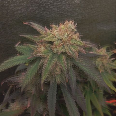 Glueberry OG y Banana Blaze #4 growlog timeline photo