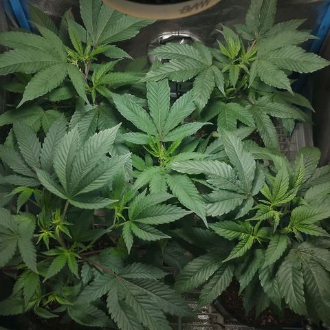 Tropicana WFC & Miracle Breath 2 growlog timeline photo