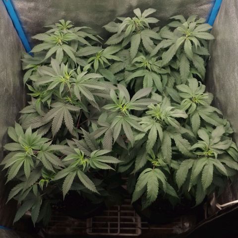 Tropicana WFC & Miracle Breath 2 growlog timeline photo