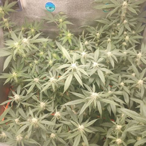 Tropicana WFC & Miracle Breath 2 growlog timeline photo