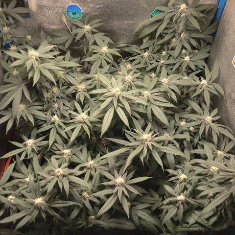 Tropicana WFC & Miracle Breath 2 growlog timeline photo