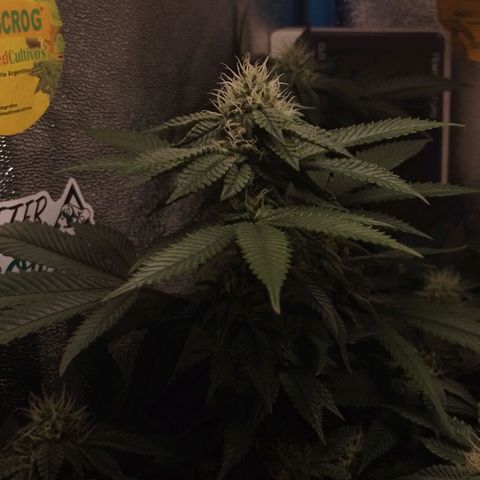 Tropicana WFC & Miracle Breath 2 growlog timeline photo