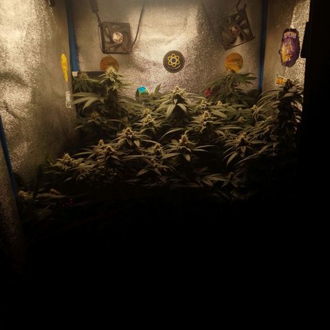 Tropicana WFC & Miracle Breath 2 growlog timeline photo
