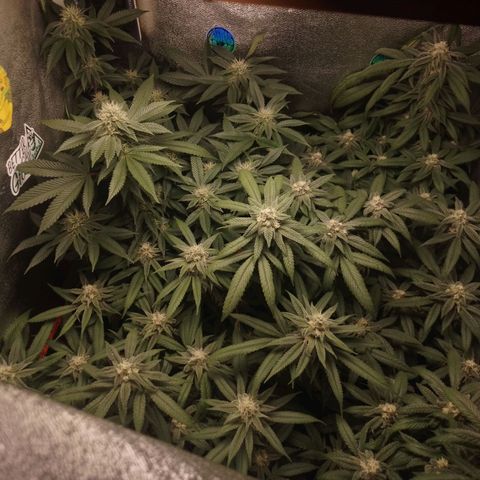 Tropicana WFC & Miracle Breath 2 growlog timeline photo