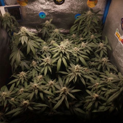 Tropicana WFC & Miracle Breath 2 growlog timeline photo