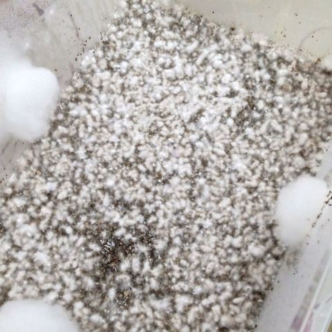 Psilocybe cubensis B+ growlog photo: Así se ve al 3r día de realizado el preparado. Ya empieza a formarse el colchón de esporas. 
