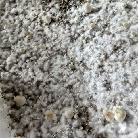 Psilocybe cubensis B+ growlog photo: Ya van apareciendo los nenes 