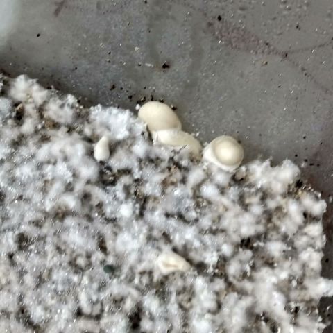 Psilocybe cubensis B+ growlog photo: Ya van apareciendo los nenes 