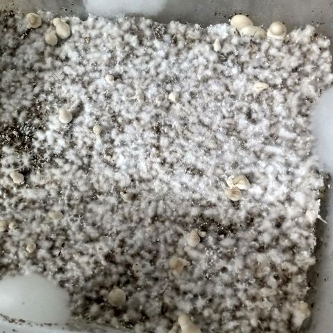 Psilocybe cubensis B+ growlog photo: Ya van apareciendo los nenes 