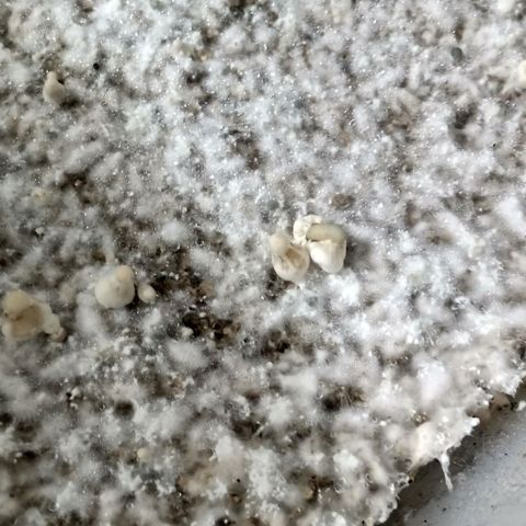 Psilocybe cubensis B+ growlog photo: Ya van apareciendo los nenes 