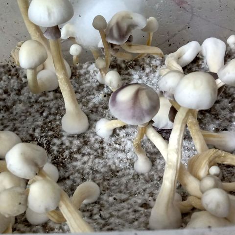Psilocybe cubensis B+ growlog photo: Día de cosecha