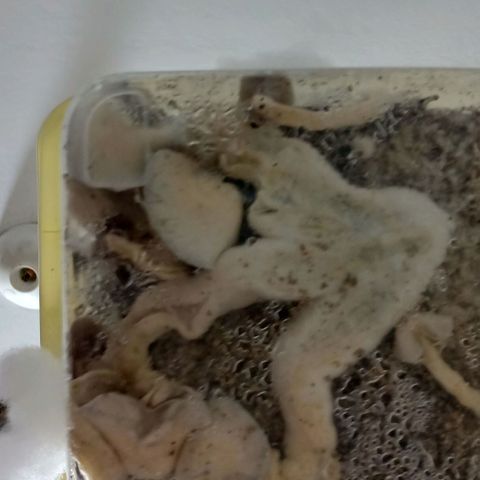 Psilocybe cubensis B+ growlog photo: Día de cosecha