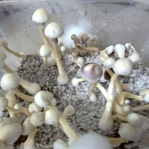 Psilocybe cubensis B+ growlog photo: Día de cosecha