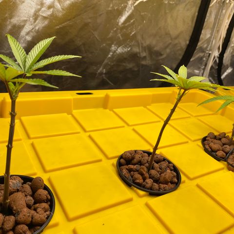 Old matanuska  #1 growlog timeline photo