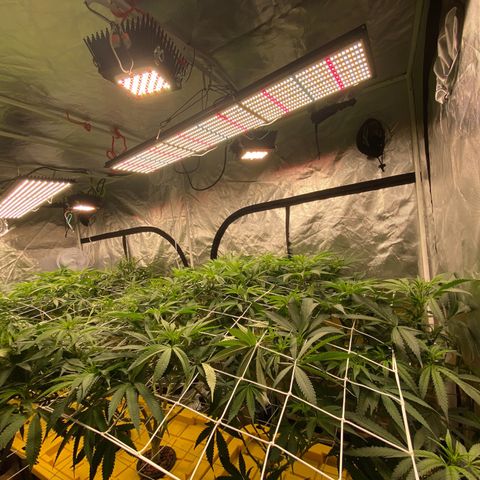 Old matanuska  #1 growlog photo: New lights, turned about half way up, few days into flowering 