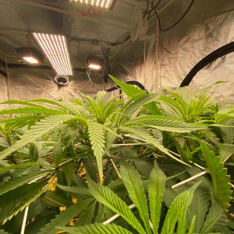 Old matanuska  #1 growlog photo: New lights, turned about half way up, few days into flowering 